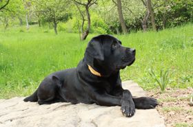Mobile Hundepflege, Katzenpflege, Hundefrisör, Nürnberg und Umgebung, Leistungen, Scheren, Krallenpflege, Katzenfriseur, Pet-Fit Tiernahrung